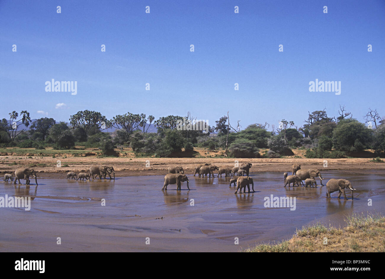 Elefant Elefanten Herde waten und trinken in der Uaso Nyiro River Samburu National Reserve Kenia in Ostafrika Stockfoto