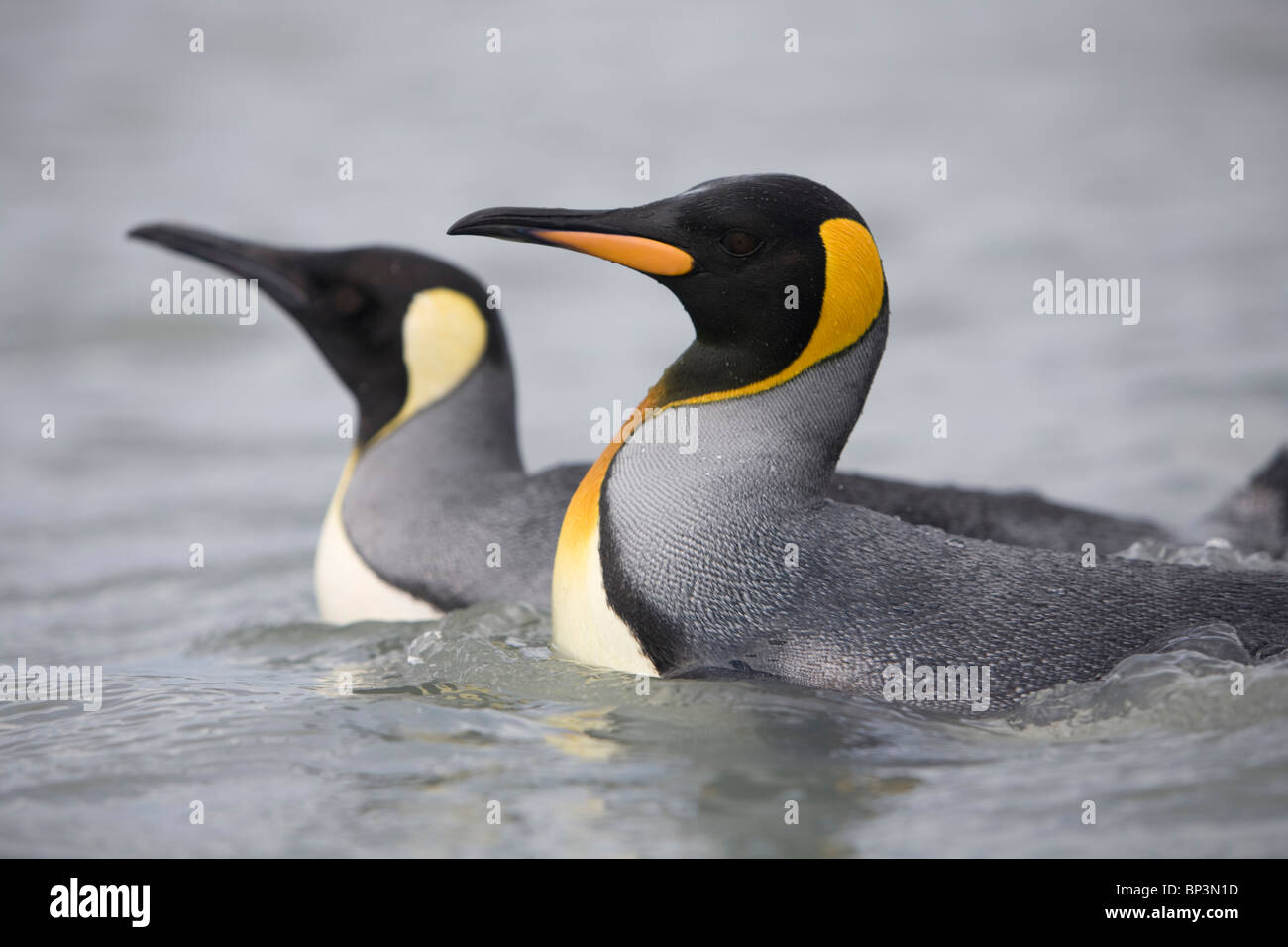 Antarktis, South Georgia Island, King Pinguine schwimmen im Surf in Rosita Hafen in der Nähe von Salisbury Plains Stockfoto