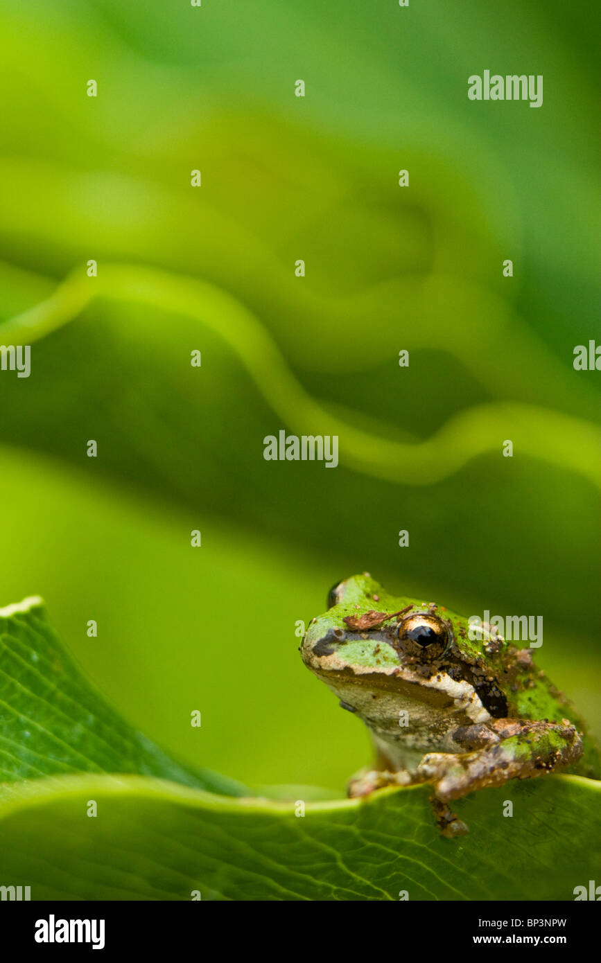 Captive Pacific Laubfrosch ruht auf einem Blatt. Stockfoto