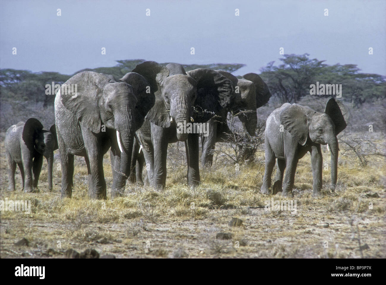 Elefantenherde Elefanten mit Weibchen und Kälber in Samburu National Reserve Kenia in Ostafrika Stockfoto
