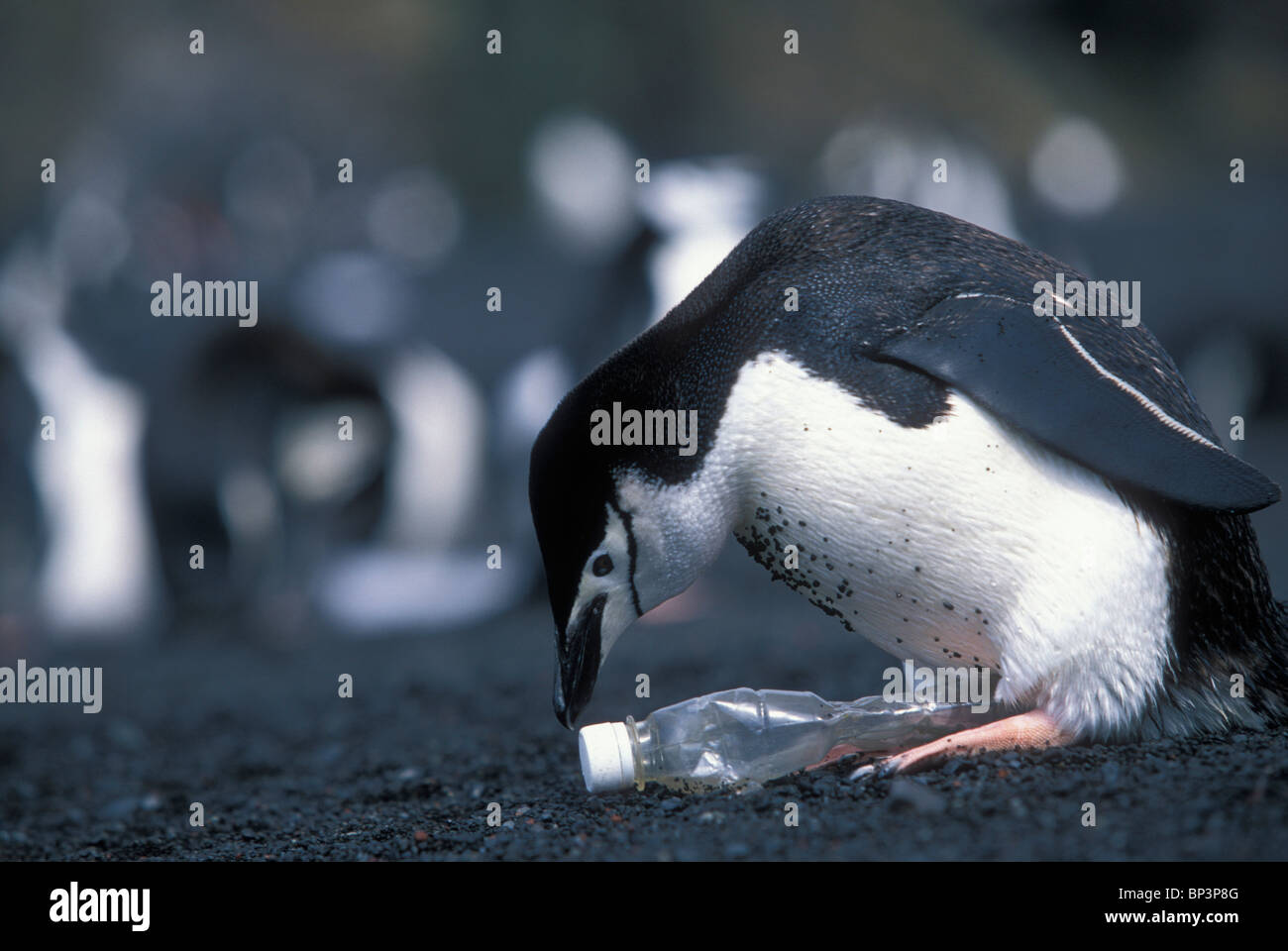 Antarktis, Deception Island, Kinnriemen Pinguin (Pygoscelis Antarctica) versucht Plastikflasche linken Strand von Bailey Kopf inkubieren Stockfoto