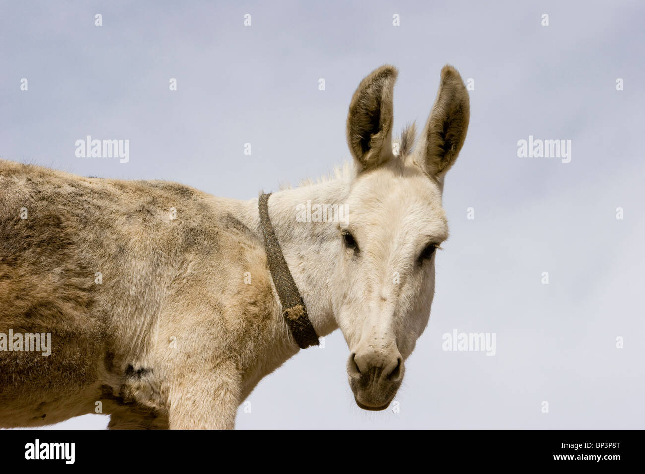 Afghanistan, Wardak. Esel am Hajigak Pass Stockfoto