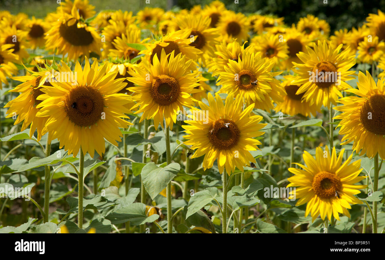 SONNENBLUMEN Stockfoto