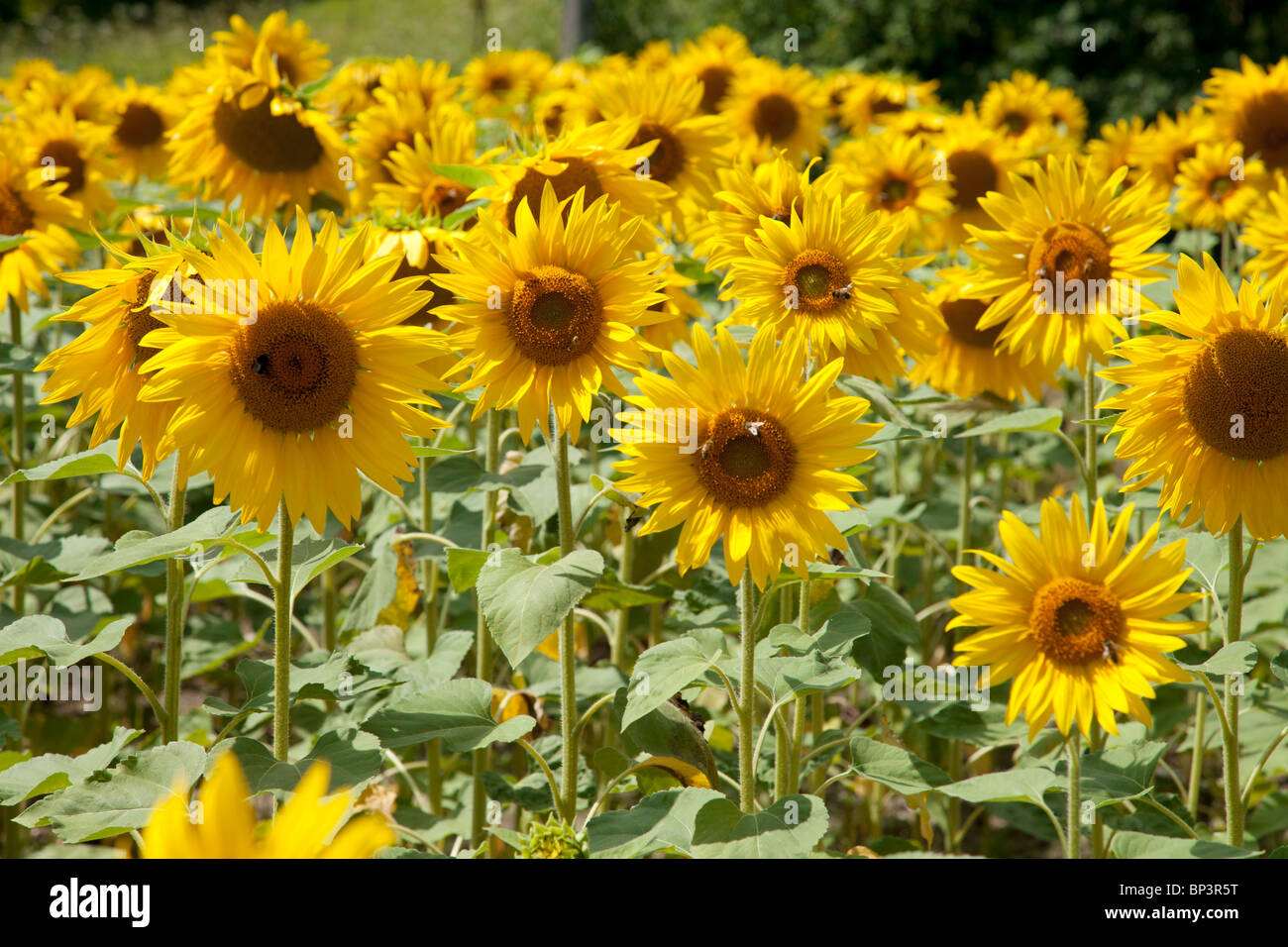 SONNENBLUMEN Stockfoto