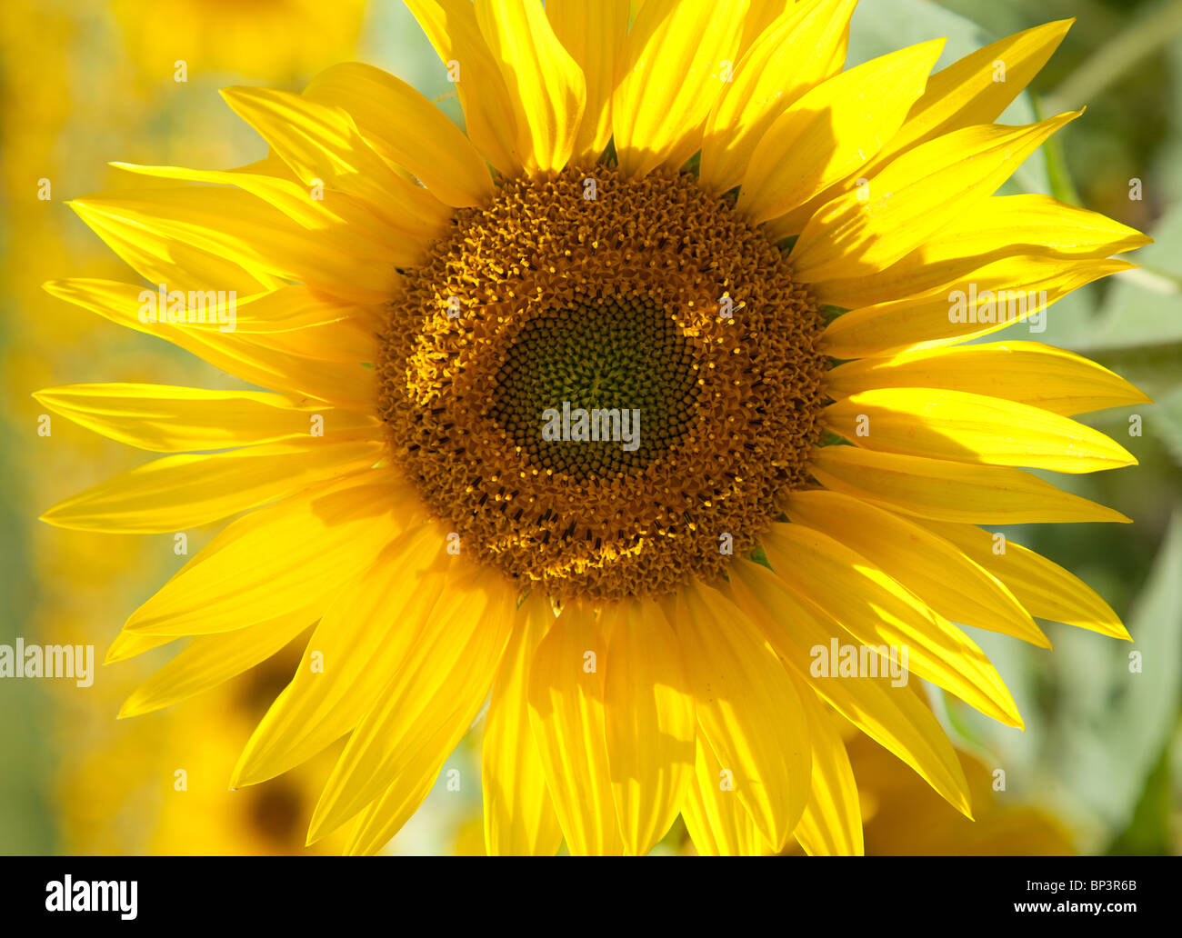 SONNENBLUME Stockfoto