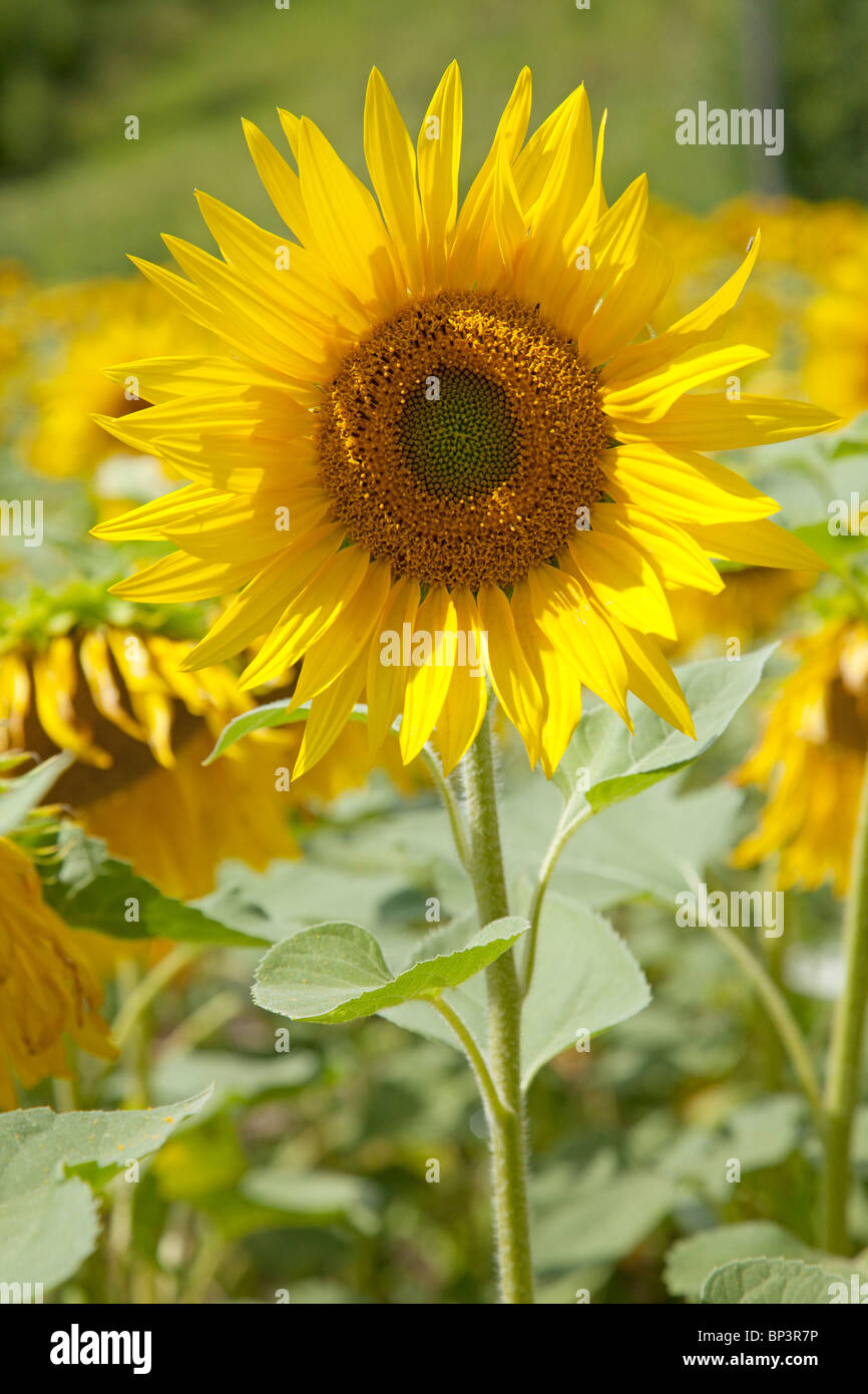 SONNENBLUMEN Stockfoto