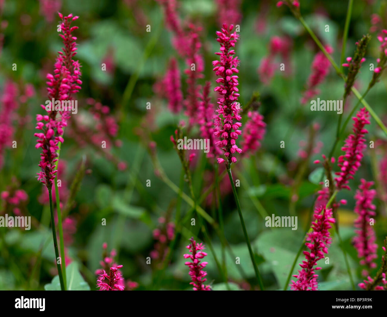 Blühende Persicaria amplexicaulis Stockfoto