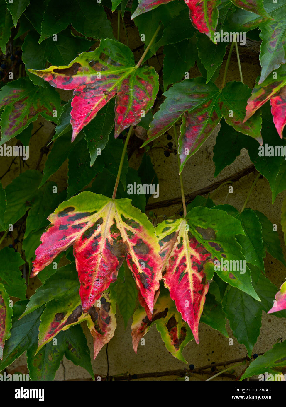 Herbstfrbung des Boston-Efeu Stockfotografie - Alamy