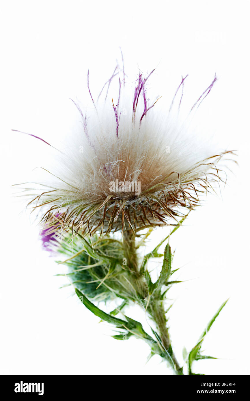 Distel auf weißem Hintergrund Stockfoto