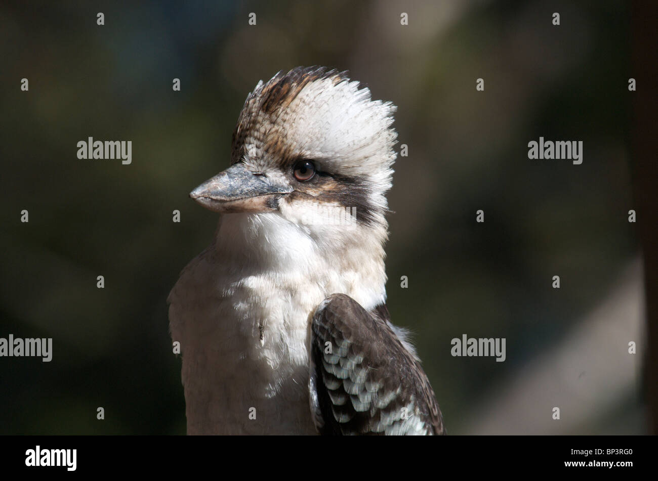 Close-up Laughing Kookaburra Sydney NSW Australia Stockfoto