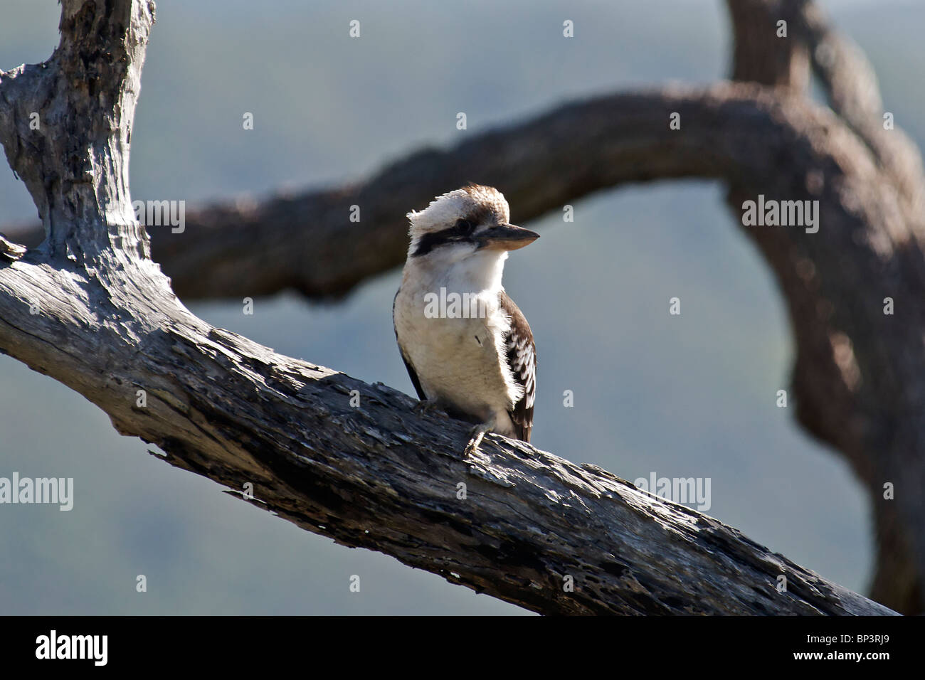 Laughing Kookaburra thront auf Zweig Sydney NSW Australia Stockfoto