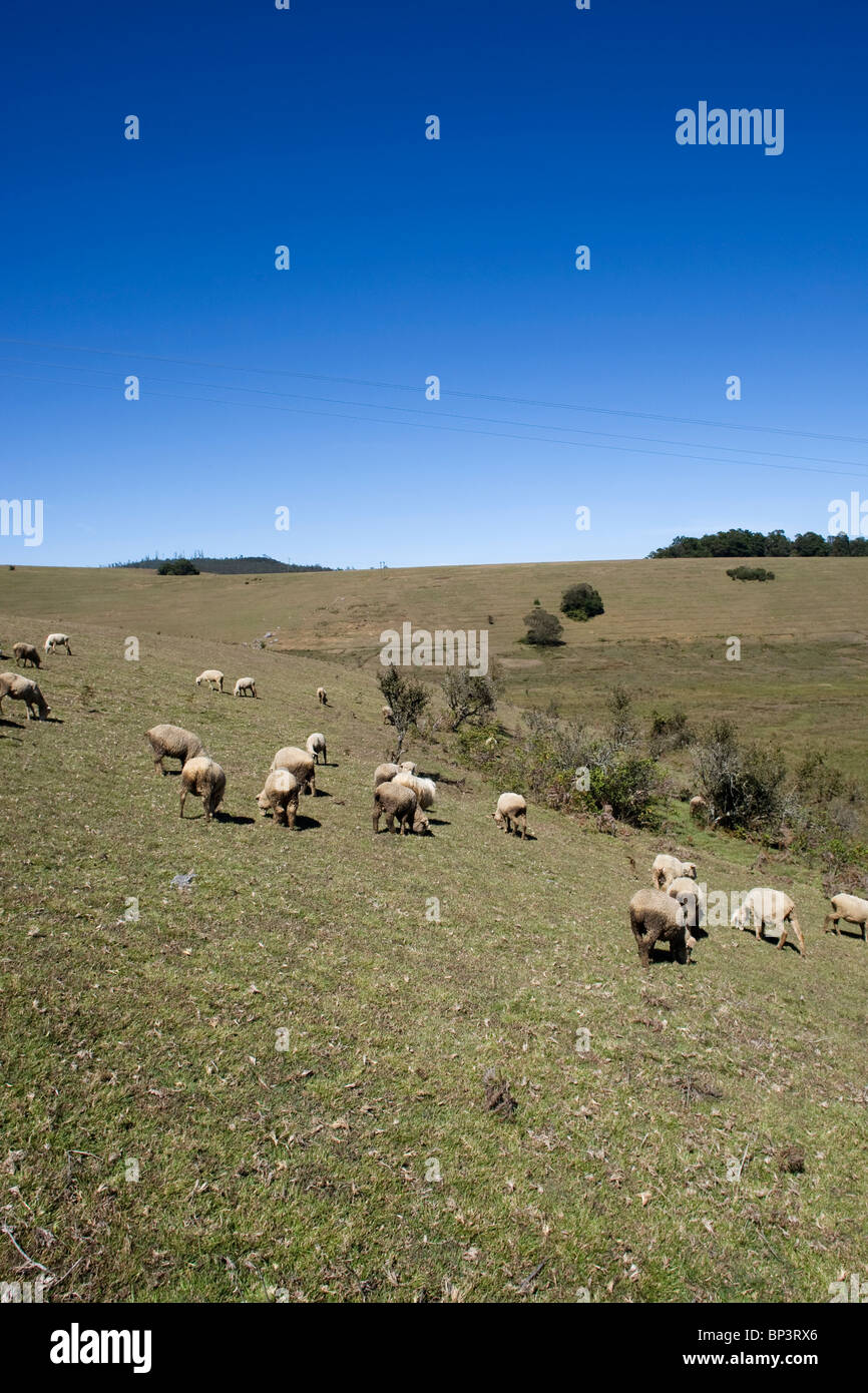 Schafe weiden auf dem Rasen auf Hügeln rund um Ooty in Tamil Nadu, Indien. Stockfoto