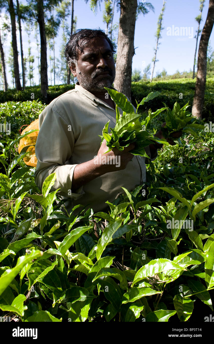 Blätter des Tees in einer Plantage auf den Hügeln rund um Ooty in Nilgiris Bezirk, Tamil Nadu, Indien ist ein indische Arbeiter Abholung. Stockfoto