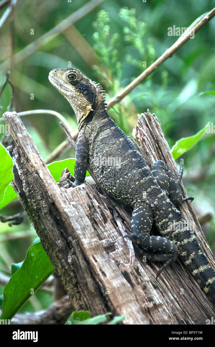 Sydney Wasser Drachen Lane Cove National Park Sydney NSW Australia Stockfoto