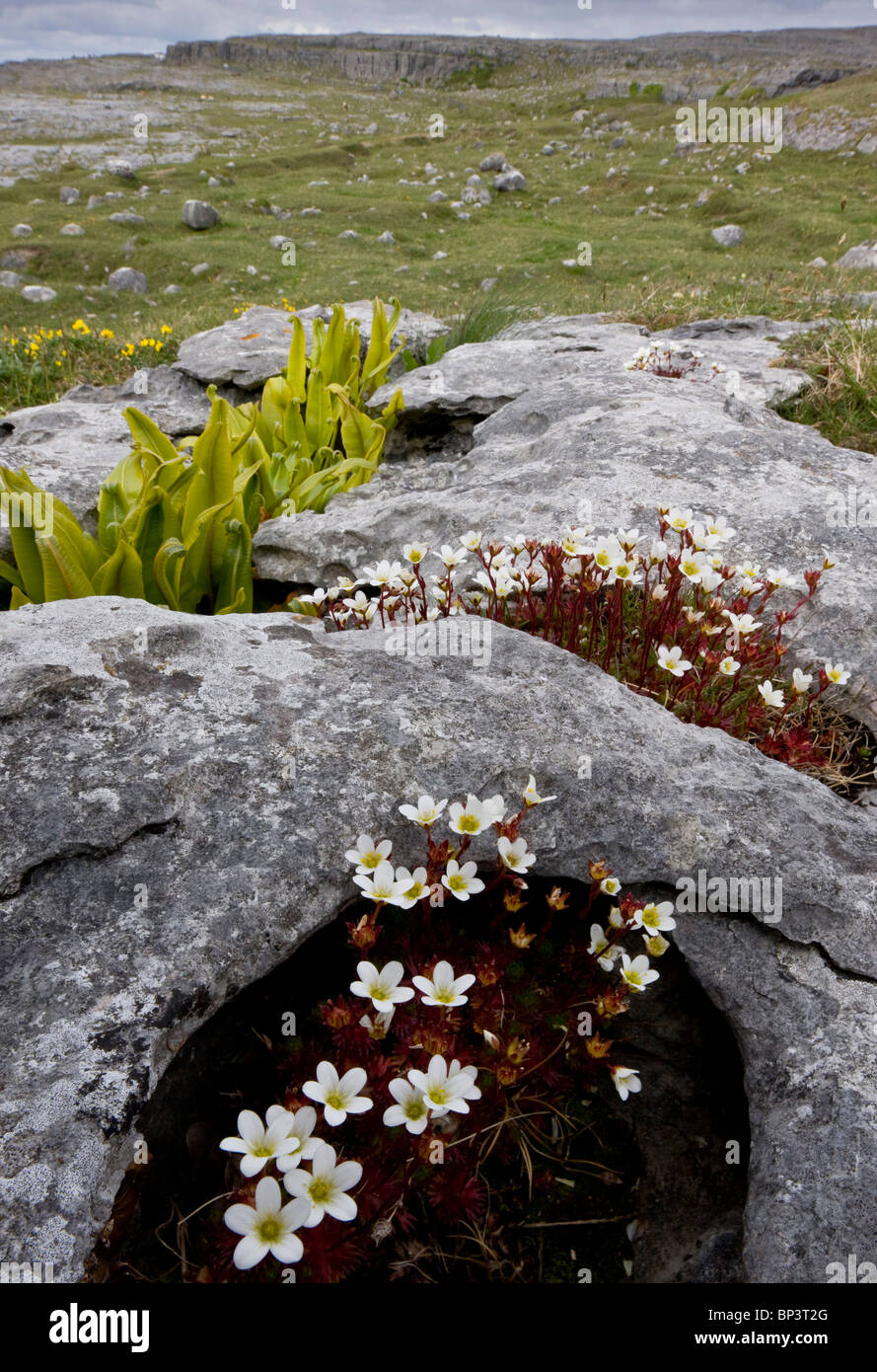 Irische Steinbrech, Saxifraga Rosacea SSP Rosazea auf Kalkstein Pflaster mit Harts Zunge Farn; Der Burren, Eire Stockfoto