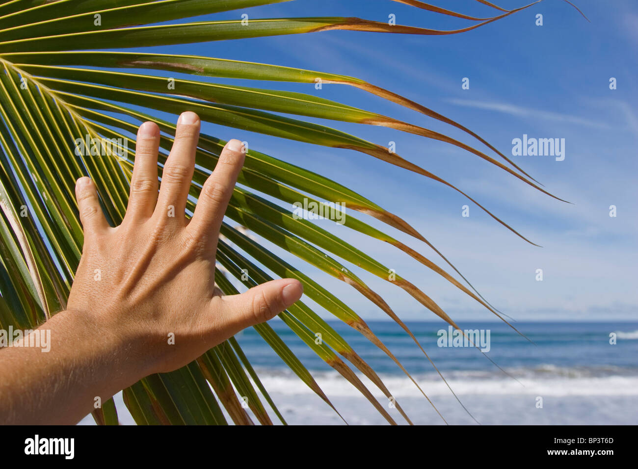 Hand drücken vorbei an einer Kokospalme Baum Blatt an der Meeresküste Stockfoto