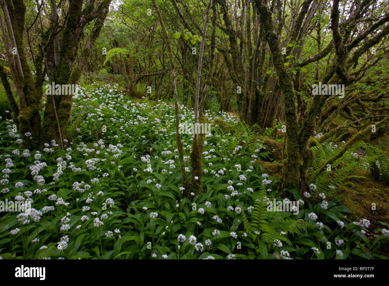 Schöne Hazel Niederwald mit dichtem Unterholz Bärlauch oder Bärlauch am Slieve Carran, The Burren; Eire Stockfoto