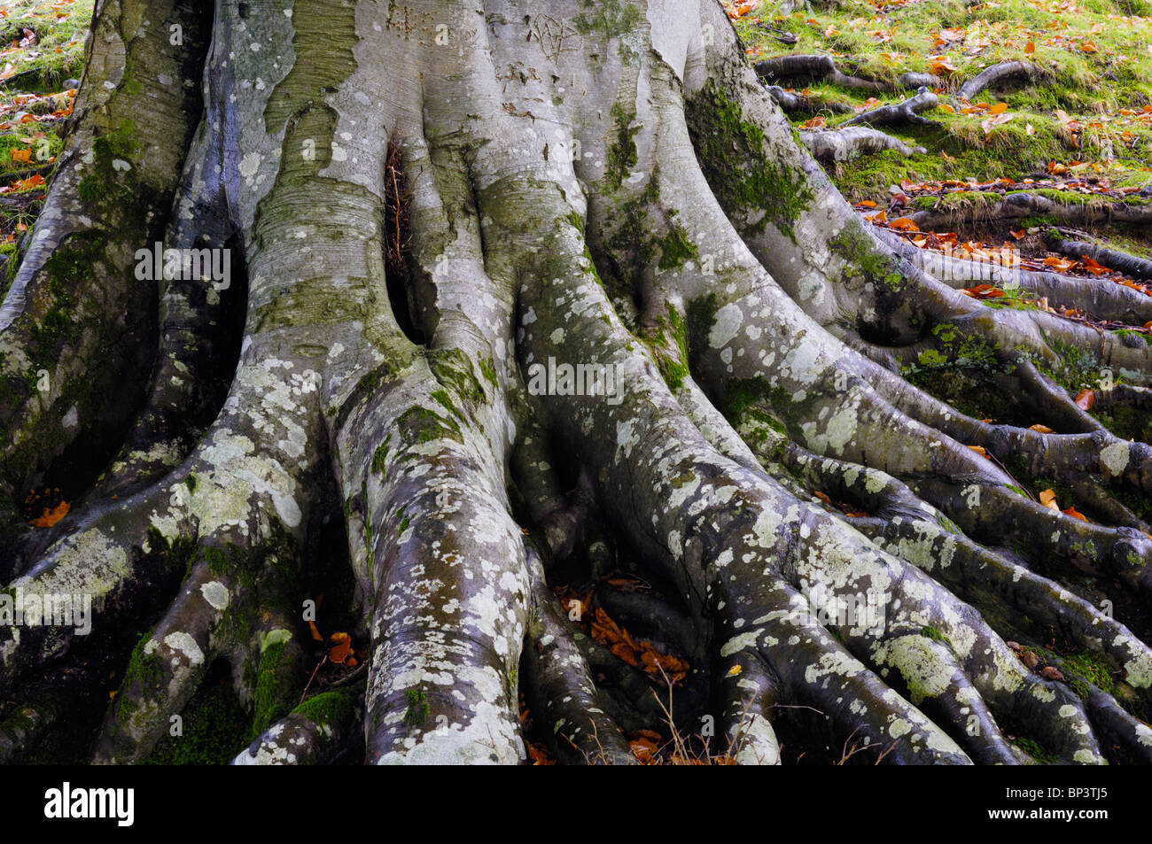 Die Wurzeln von einer Buche im Wald bei Grasmere in The Lake District National Park Cumbria, England. Stockfoto