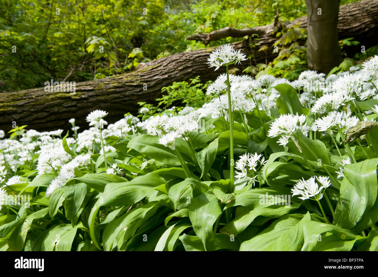 Wilder Knoblauch oder Allium Ursinum in Woodland Umwelt, Cheshire, England, UK Stockfoto