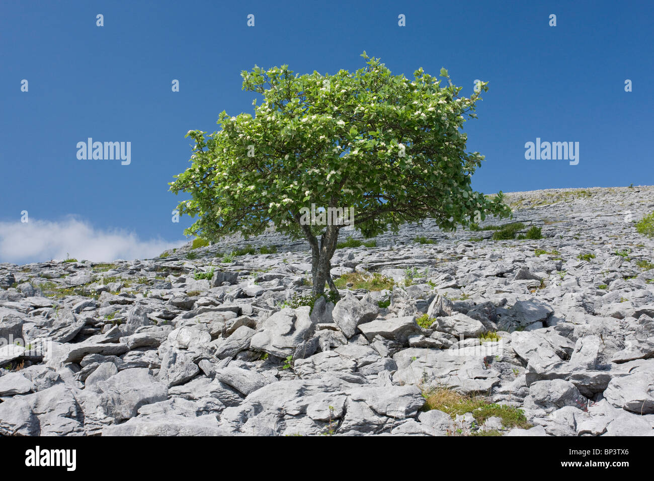 Mehlbeere Baum Sorbus Aria in Blüte, auf Kalkstein Pflaster, Burren, Eire Stockfoto