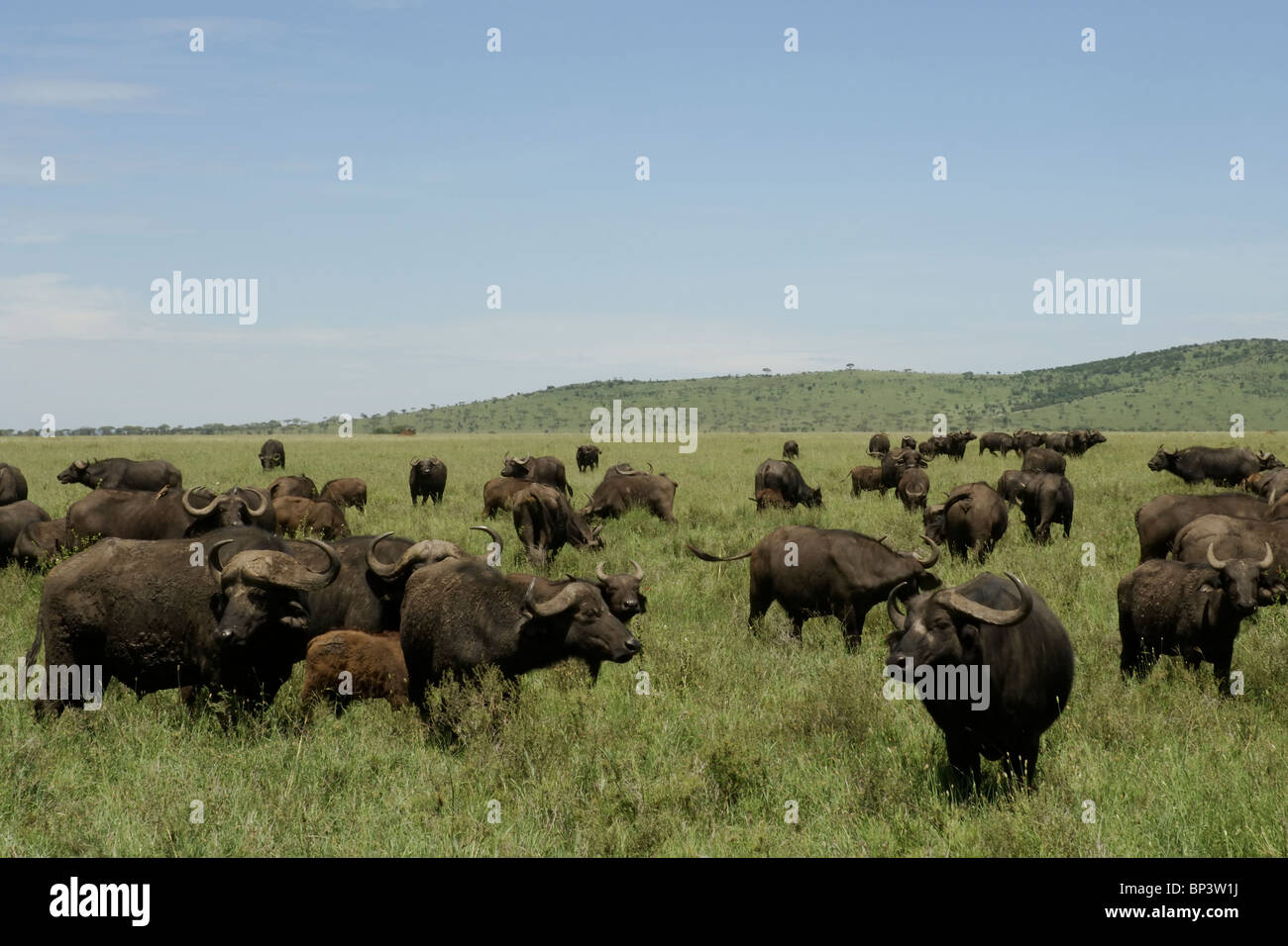 Eine Herde Büffel Syncerus Caffer Weiden am Seronera Serengeti Tansania Stockfoto