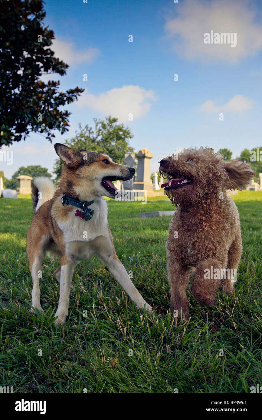 Zwei Hunde feiern ihre Freundschaft durch misshandelnd an einem sonnigen Sommertag auf dem Congressional Cemetery in Washington, D.C. Stockfoto