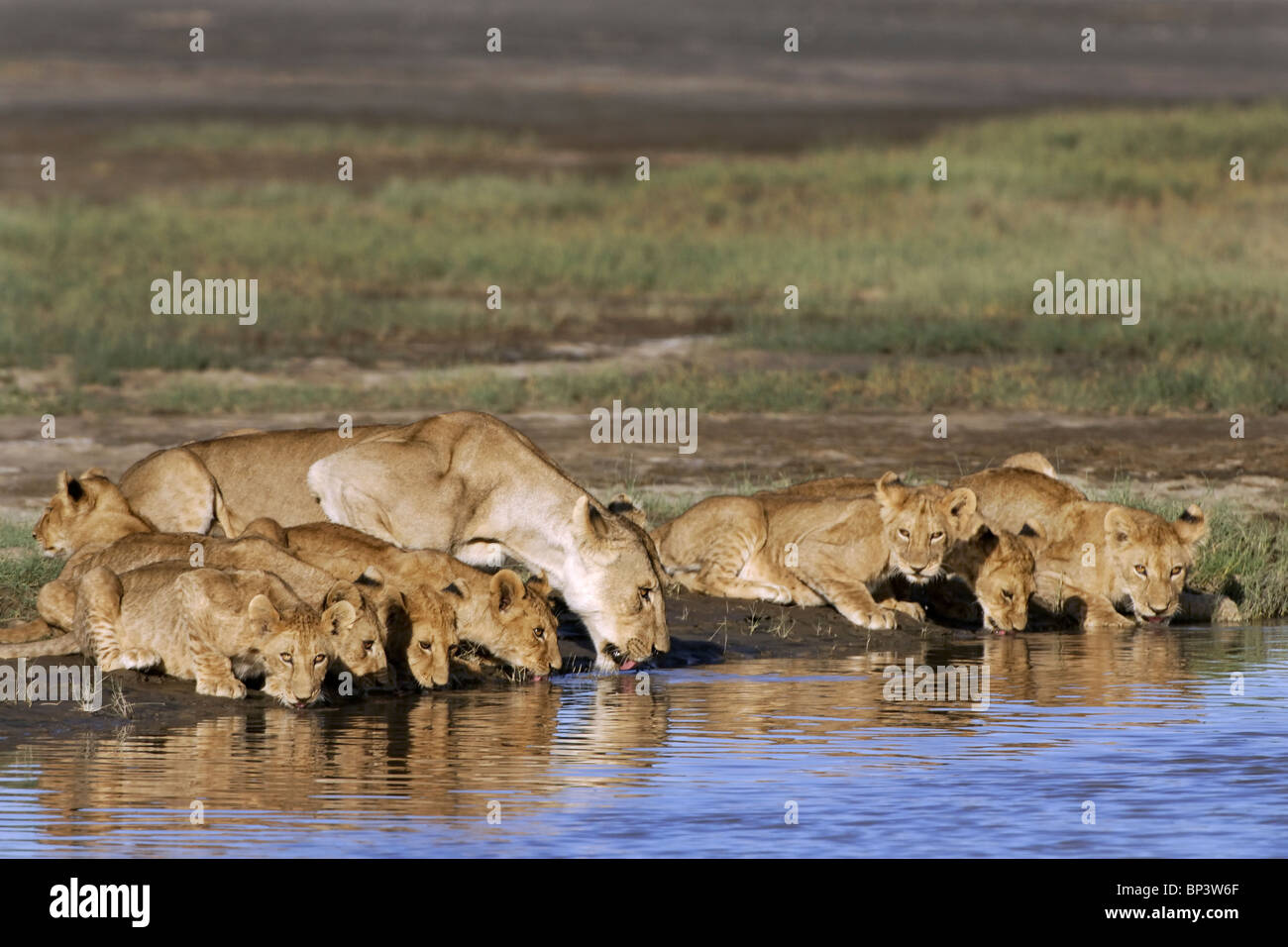 Löwin mit jungen trinken Panthera Leo Lake Ndutu Ngorongoro Tansania Stockfoto