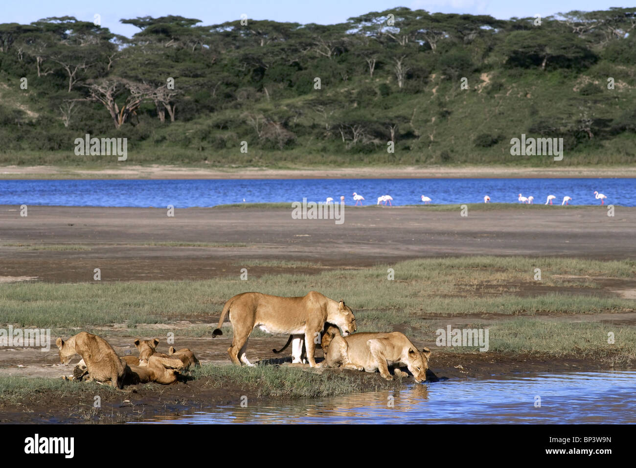 Löwinnen mit jungen trinken Panthera Leo Lake Ndutu Ngorongoro Tansania Stockfoto