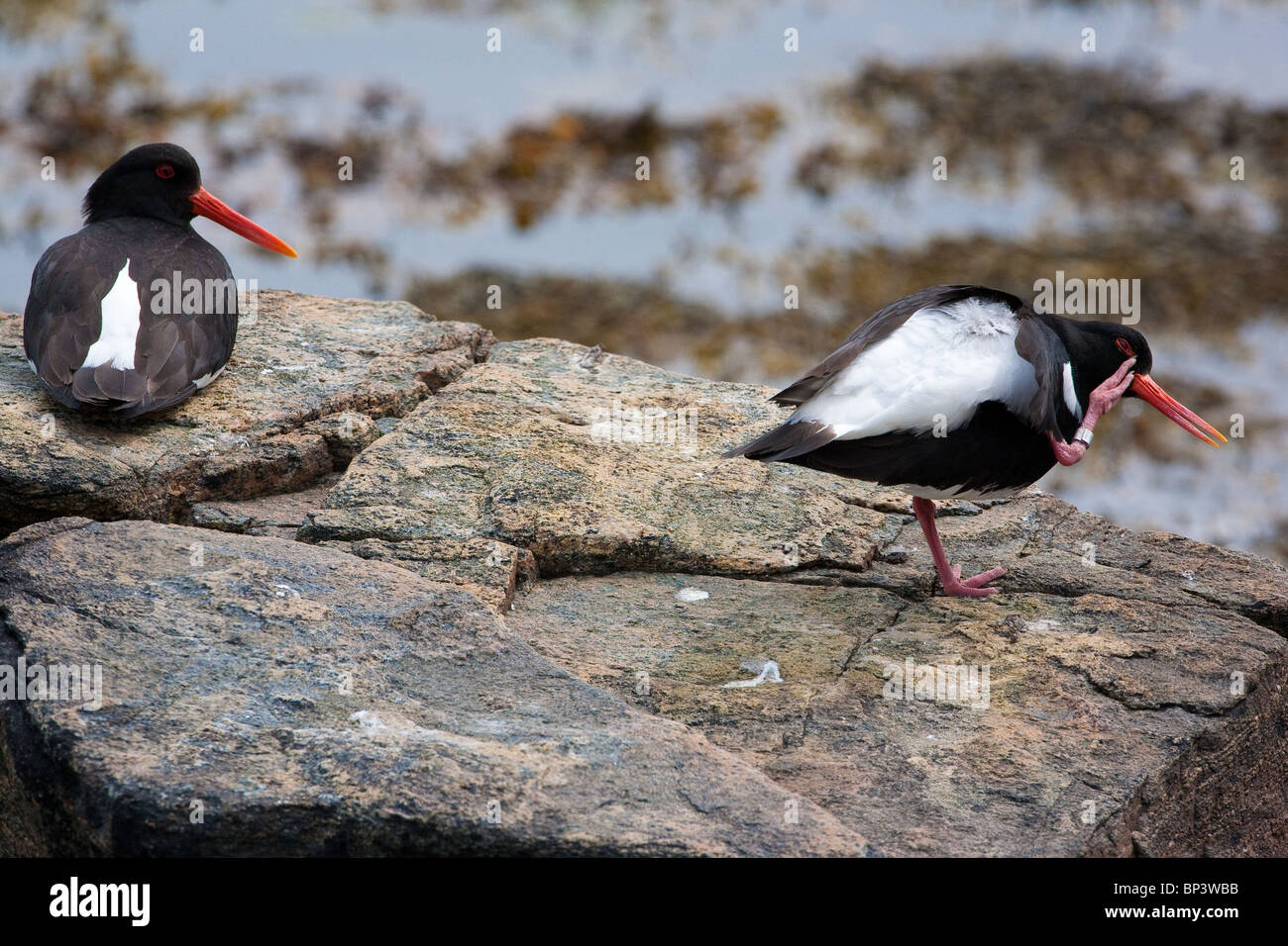 Zwei eurasische Austernfischer, Haematopus ostralegus, auf der Insel Runde an der Altlantischen Westküste, Møre Og Romsdal, Norwegen. Stockfoto