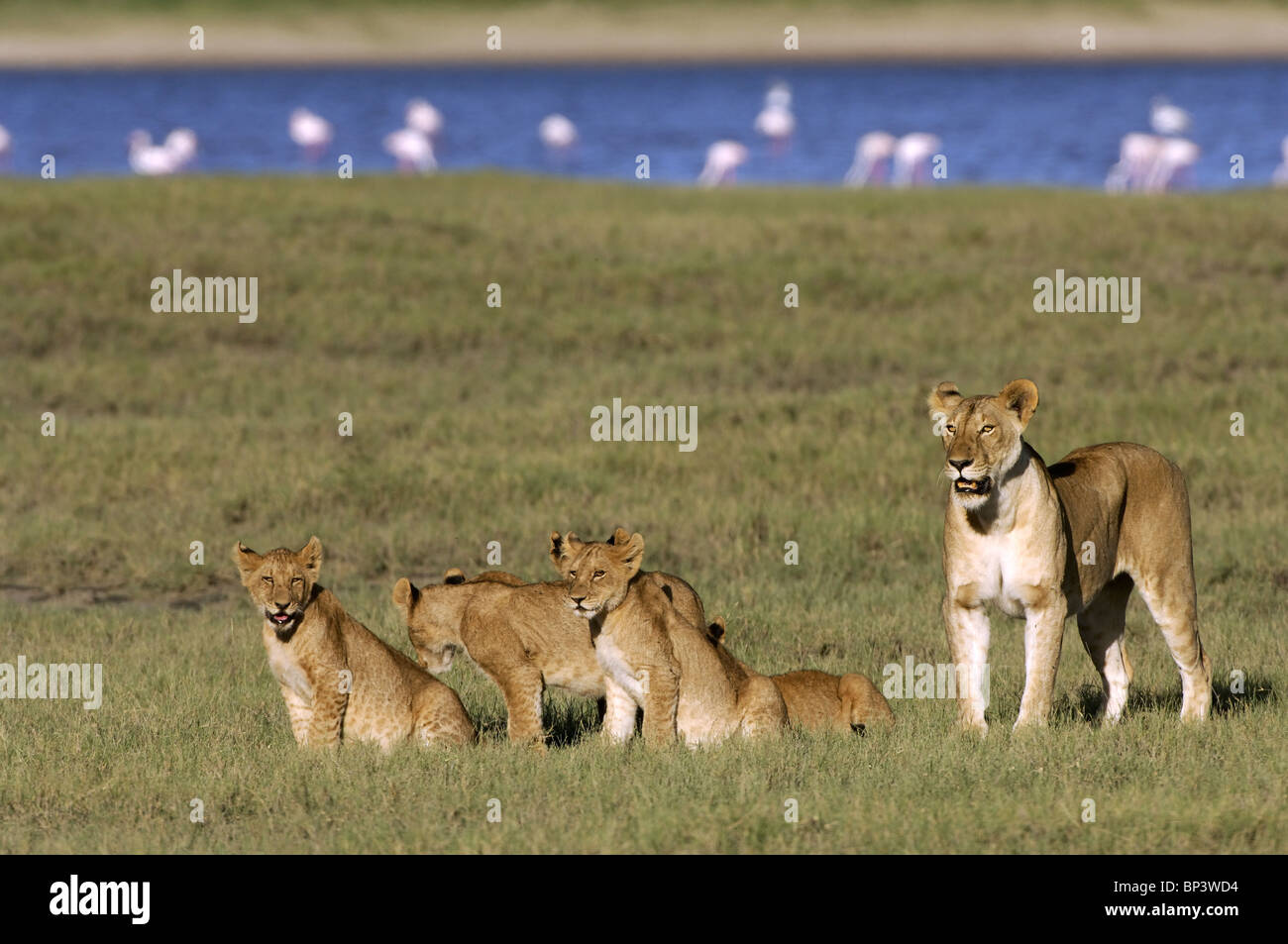 Löwin mit jungen Panthera Leo Lake Ndutu Ngorongoro Tansania Stockfoto
