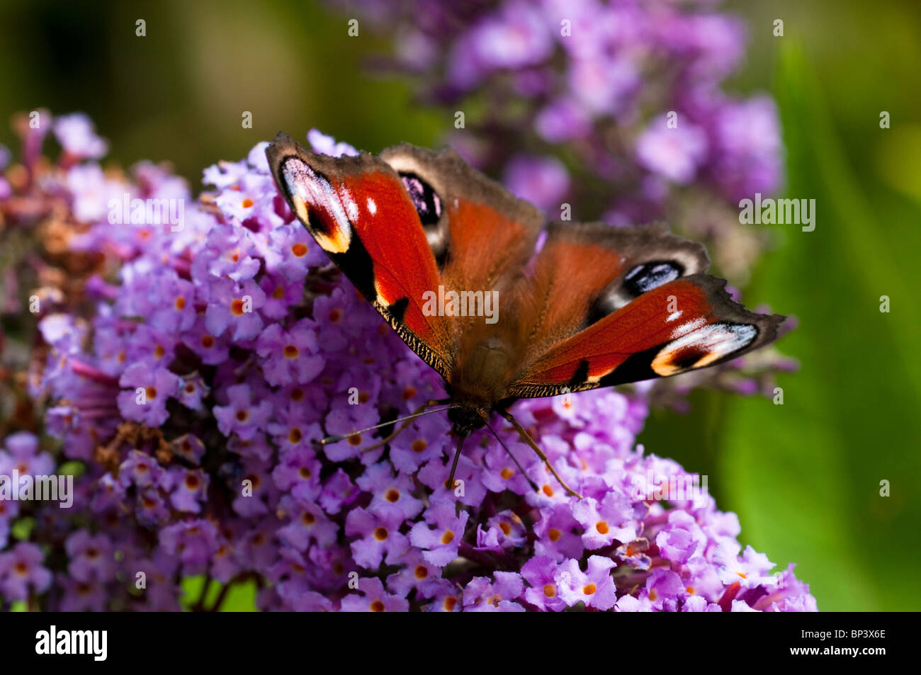 Tagpfauenauge, Inachis Io, auf Buddleja Stockfoto