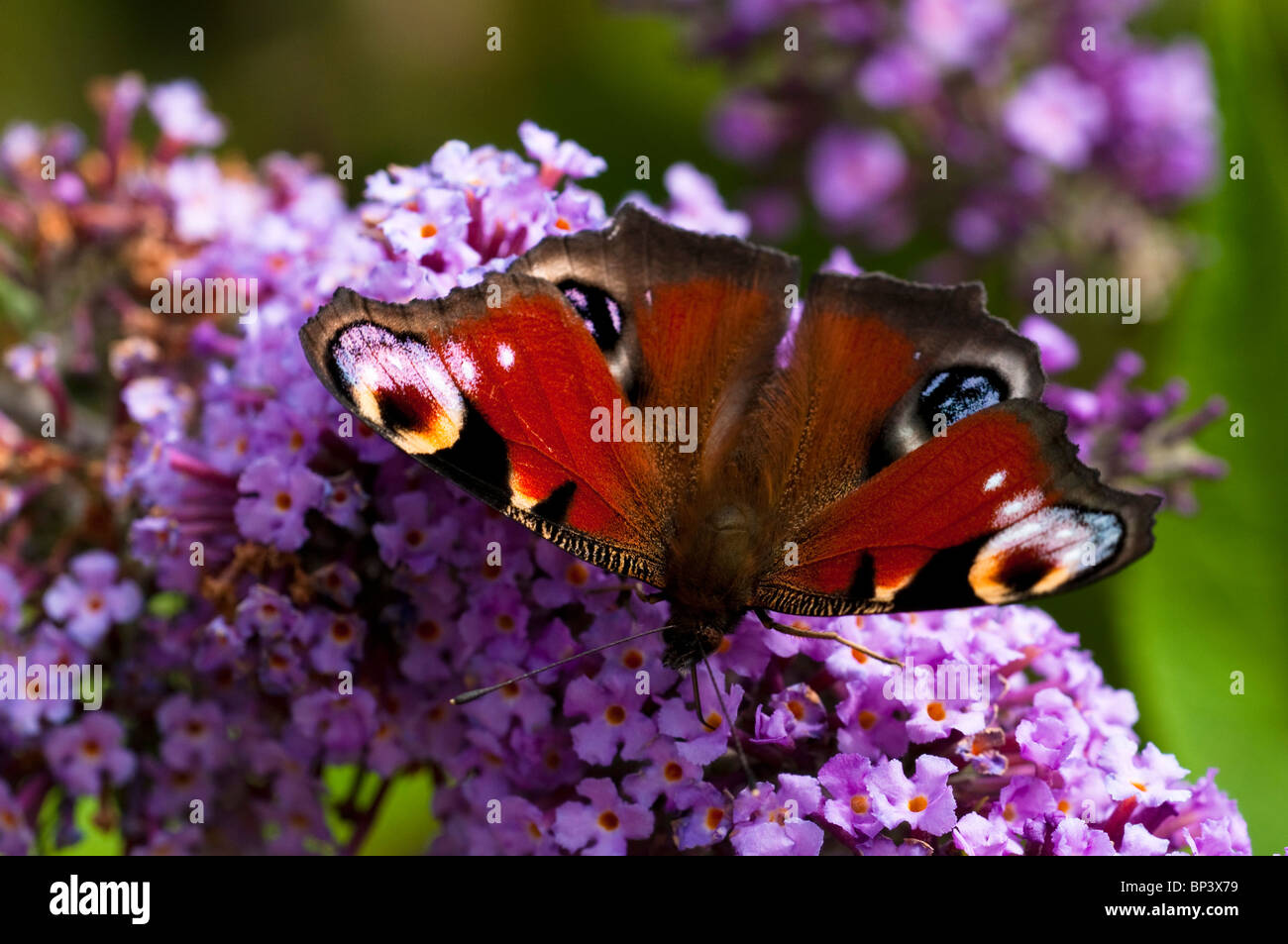 Tagpfauenauge, Inachis Io, auf Buddleja Stockfoto