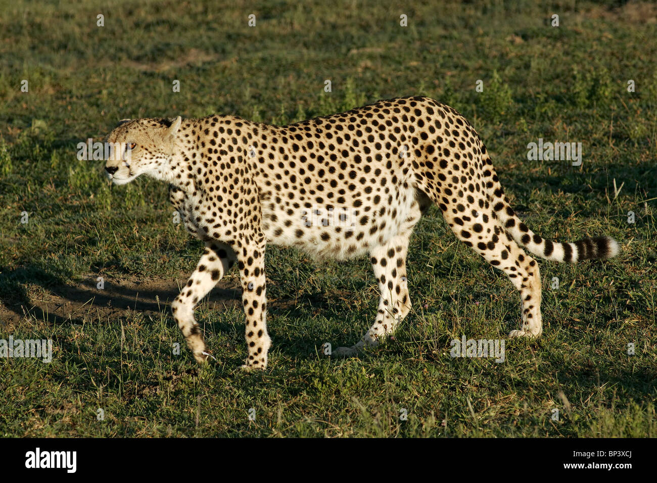Schwanger Gepard Acinonyx Jubatus am Ndutu Ngorongoro Tansania Stockfoto