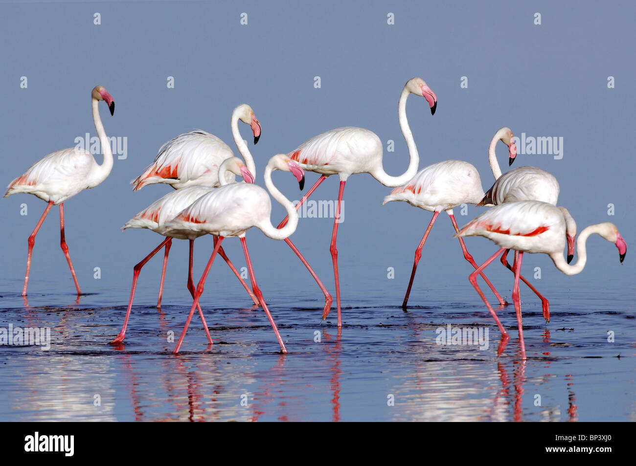 Größere Flamingos Phoenicopterus Roseus in Lake Ndutu Ngorongoro Tansania Stockfoto