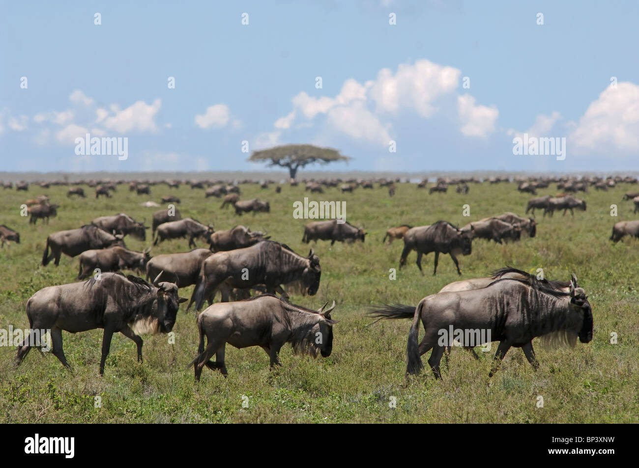 Wanderung der Gnus Connochaetes Taurinus südlich von Ndutu Ngorongoro Tansania Stockfoto