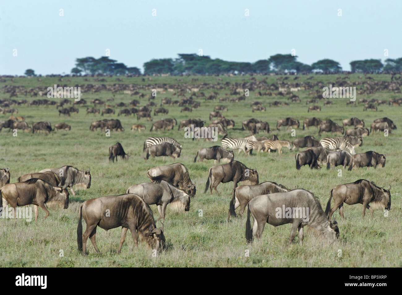 Wanderung der Gnus Connochaetes Taurinus südlich von Ndutu Ngorongoro Tansania Stockfoto