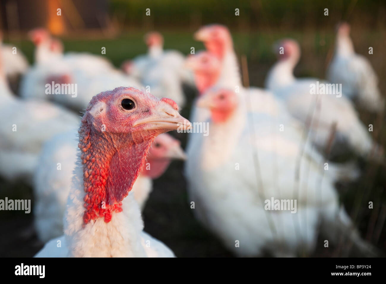 Porträt einer Türkei auf einem Bauernhof Stockfoto