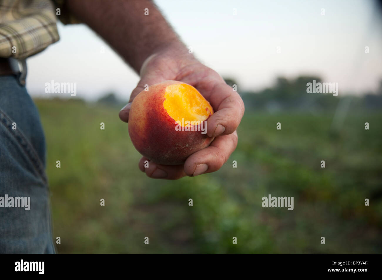 Bio-Pfirsiche in einer farm Stockfoto