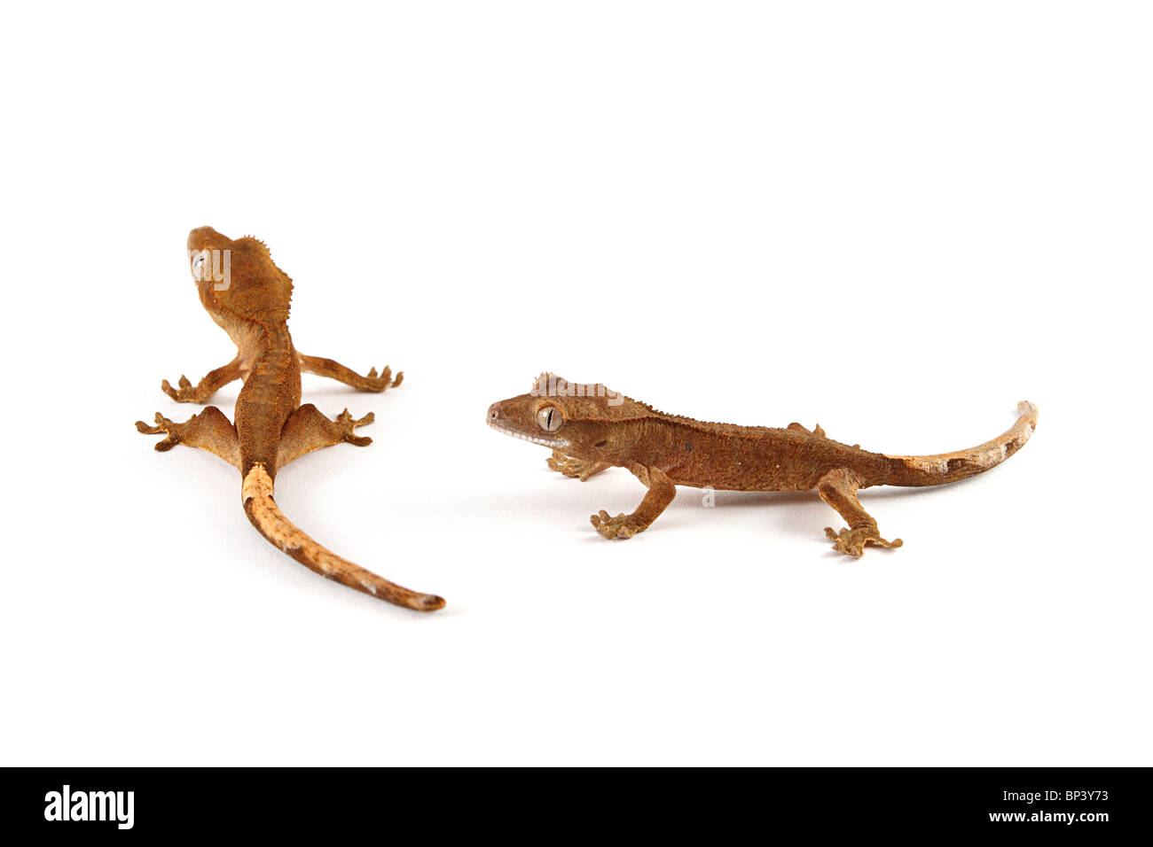 Baby Crested Gecko, Rhacodactylus Ciliatus auf weißem Hintergrund Stockfoto
