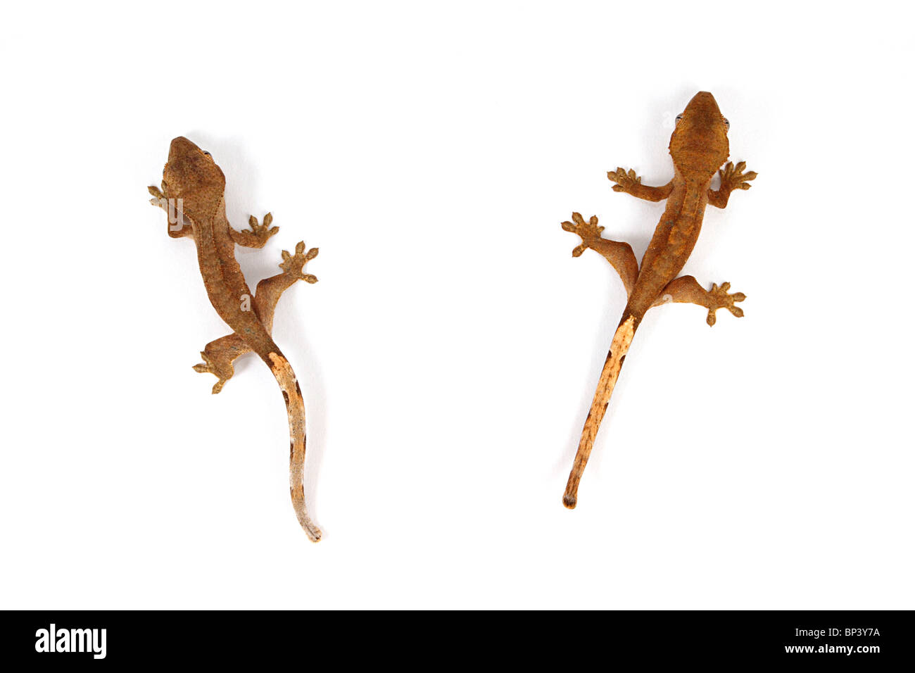 Baby Crested Gecko, Rhacodactylus Ciliatus auf weißem Hintergrund Stockfoto