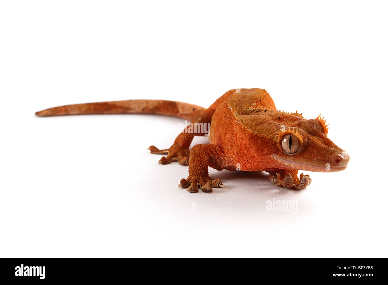 Weibliche Crested Gecko, Rhacodactylus Ciliatus auf weißem Hintergrund Stockfoto