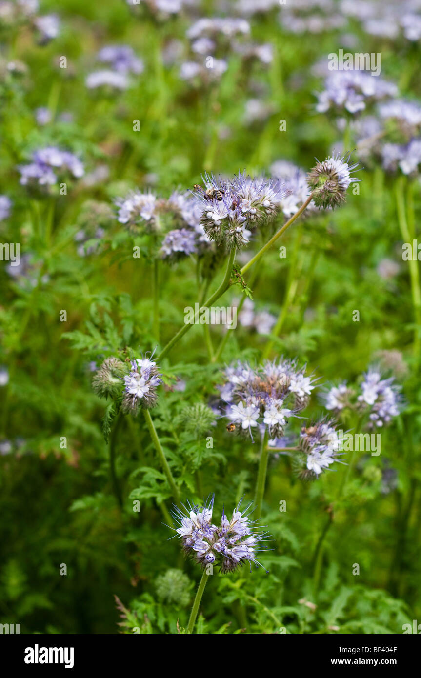 Phacelia Tanacetifolia gesät als Gründüngung zur Verbesserung der Bodenfruchtbarkeit, aber Links zu blühen Stockfoto