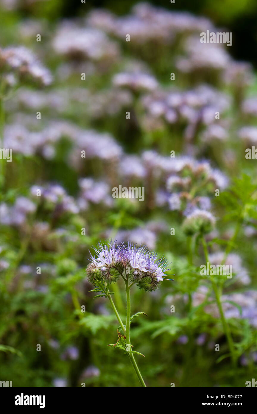 Phacelia Tanacetifolia gesät als Gründüngung zur Verbesserung der Bodenfruchtbarkeit, aber Links zu blühen Stockfoto