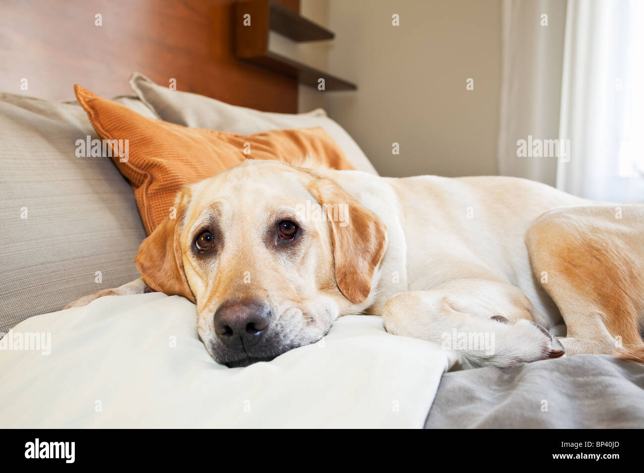 Gelber Labrador Retriever gemütlich im Bett in ein haustierfreundliches  Hotel Stockfotografie - Alamy