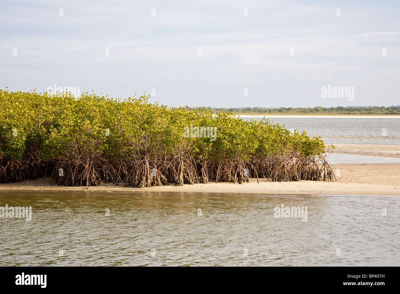 Ponce Inlet, FL - Mai 2010 - Mangroven-Bäume wachsen in den flachen Küstengewässern entlang Ponce Inlet Stockfoto