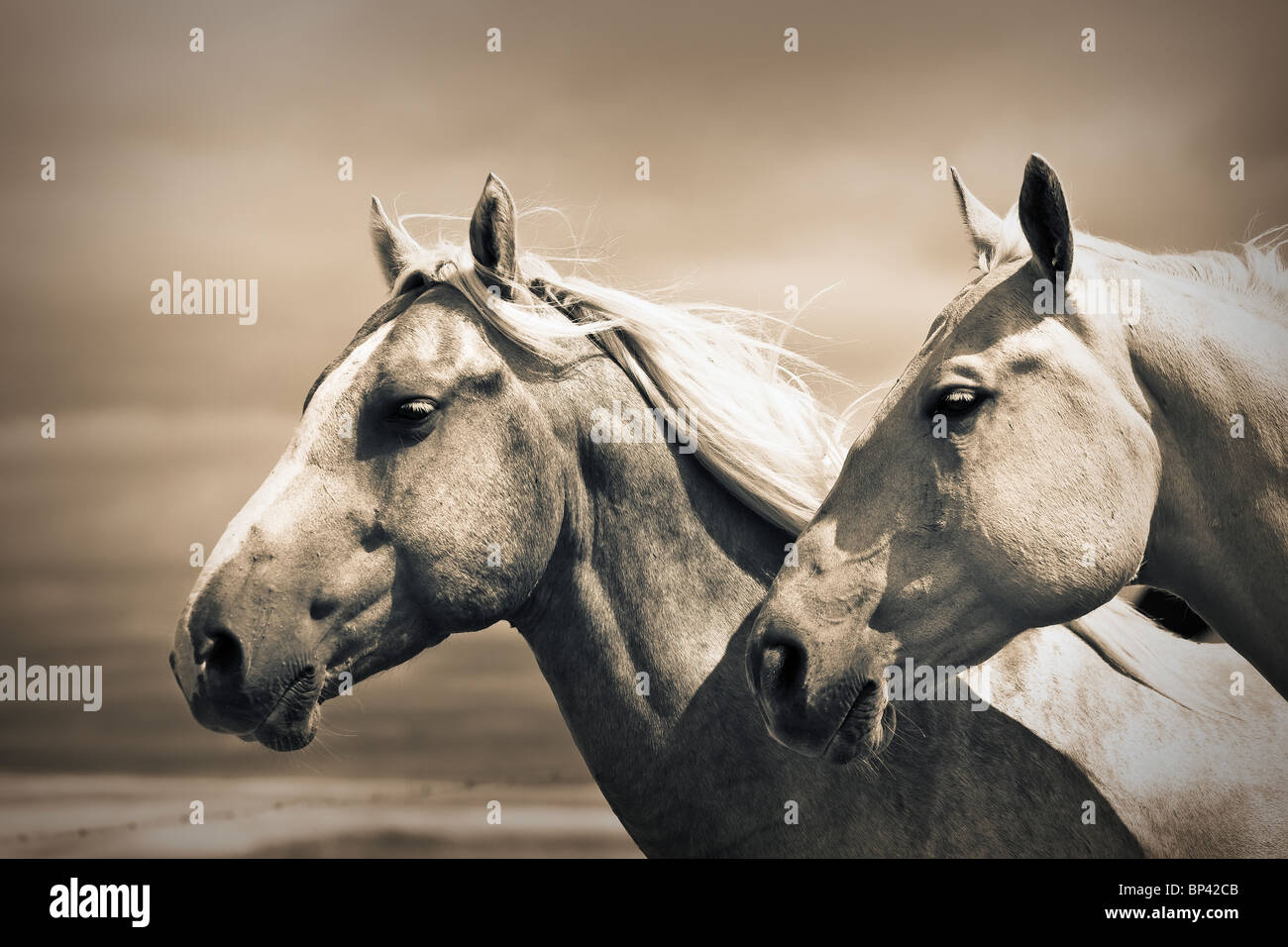 Porträt von zwei Quarter Horses in der kanadischen Prärie.  Big Muddy Badlands, Saskatchewan, Kanada. Stockfoto