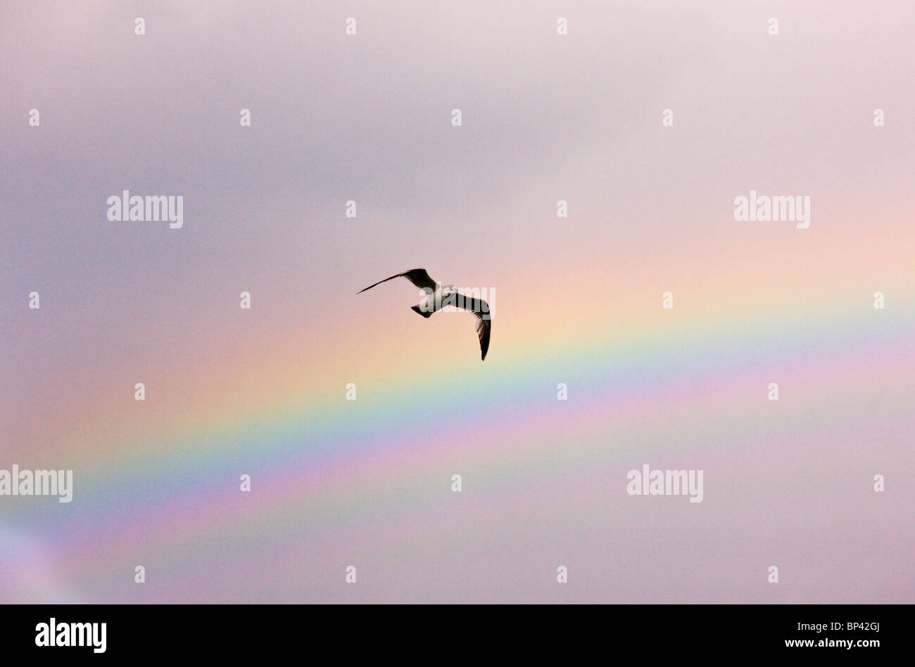 Gemeinsamen Möwe im Flug, mit Regenbogen über; Ostsee, Estland Stockfoto