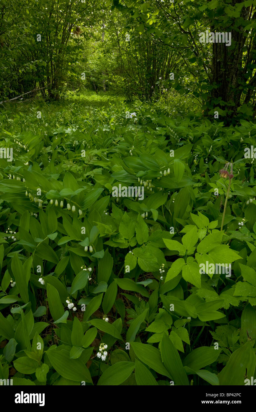 Woodland Flora mit Maiglöckchen, Wasser-Avens, Salomonssiegel etc. in Loode Oakwood oder Oak Grove, Sareema Island, Estland Stockfoto