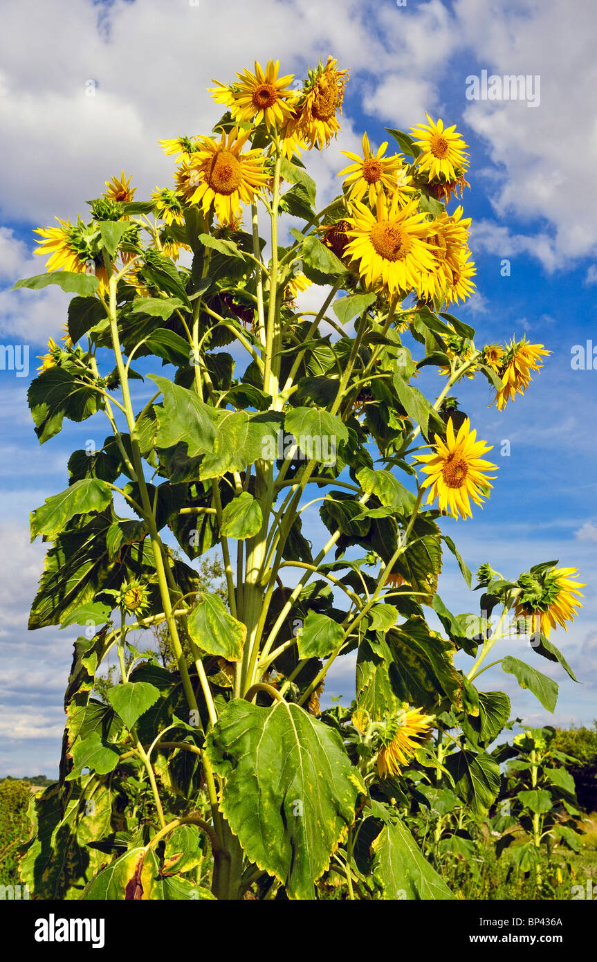 Mehreren Sonnenblumenköpfe auf einzelne Pflanze - Indre et Loire, Frankreich. Stockfoto