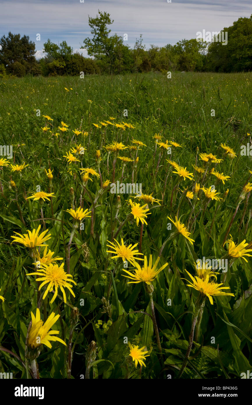 Viper-Rasen in Grünland im schönen alten blumigen Holz Weide oder bewaldeten Wiese am Loode Oakwood oder Oak Grove, Sareema Stockfoto